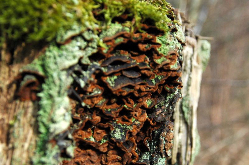 Lichens forestiers 3.3.2013 048